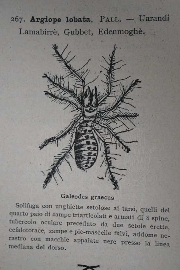 ROBECCHI BRICCHETTI Somalia e Benadir.