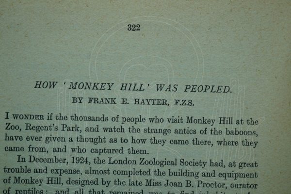 HAYTER Monkey Hill